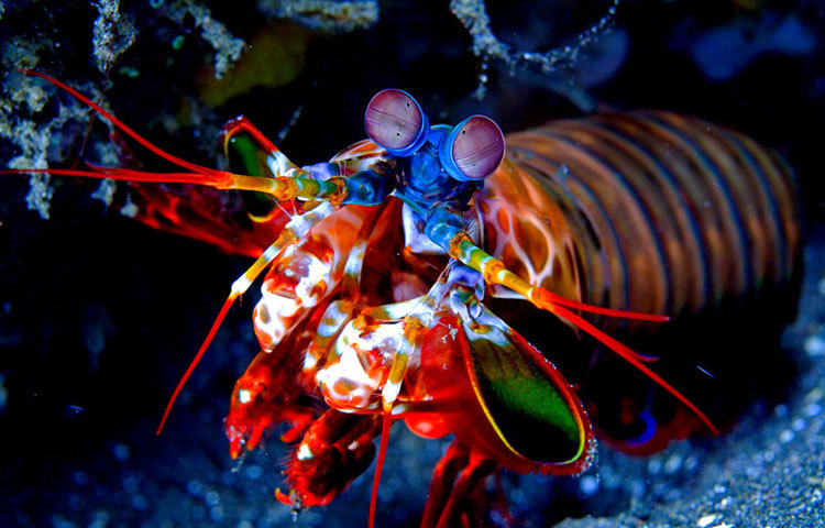 মানট্রিস সিম্প : মনে হচ্ছে মানট্রিস সিম্প চোখে চশমা পরেছে। সেই সঙ্গে রঙিন পোশাকেও সেজেছে।