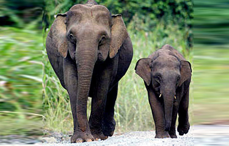 জাভান এলিফ্যান্ট : এই প্রজাতির হাতি হারিয়ে যাচ্ছে এই খবরে বিশ্বের বিভিন্ন দেশের পরিবেশ বিজ্ঞানীরা চিন্তিত ছিলেন।