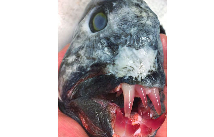 এ ধরনের আজব প্রাণী দেখে অনেকেই বিস্মিত হয়েছেন।