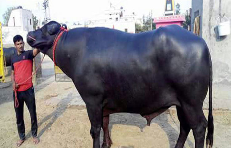 সুলতানের মালিক নরেশের দাবি, মহিষের বীর্জ বাড়ানোর জন্যে এই হুইস্কি পান করানো হয়।