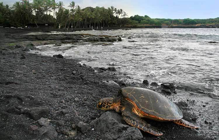 ব্লাক স্যান্ড বিচ, হাওয়াই : গরম ব্যাসল্ট লাভা সমুদ্রের জলের সংস্পর্শে আসার ফলে তা খুব তাড়াতাড়ি ঠান্ডা হয়ে যায়। এখানকার তটে রয়েছে তারই প্রতিফলন।