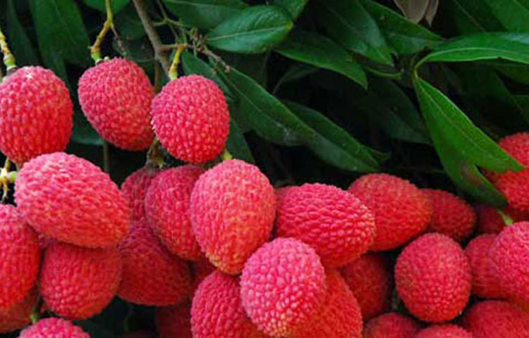 লিচু : গরমে মানুষের শরীরে যে সব জিনিসের প্রয়োজন হয় তার সব কিছুই রয়েছে লিচুতে। ভিটামিন, প্রোটিন, সাইট্রিক অ্যাসিড, ফ্যাট, আইরন, ফসফরাস সবই লিচুতে পাওয়া যায়।