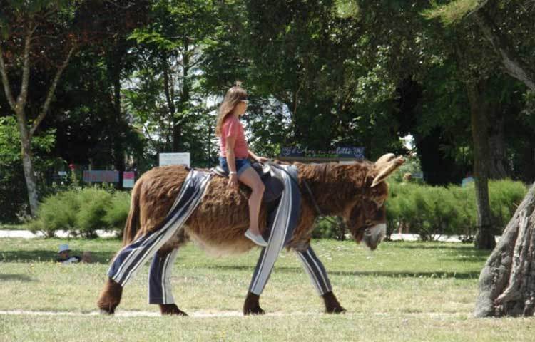 বিশ শতকের মাঝামাঝি সময়ে কমপক্ষে ৩০ হাজার গাধাকে পোইটু উপত্যকায় লালন পালন করা হত। আর তার পর সারা বিশ্বে এদের রফতানি করা হত।
