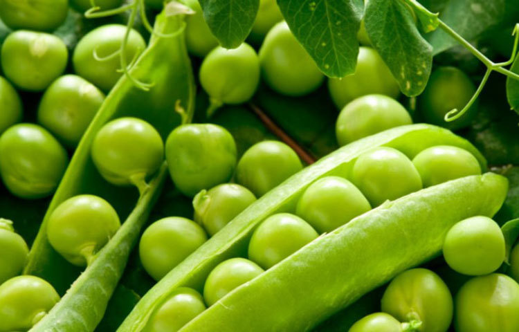 মটরশুঁটি : মটরশুঁটি রক্তে চিনির মাত্রাকে স্থিতিশীল রাখে। গ্লুকোজ হল মস্তিষ্কের জ্বালানি। যদিও মস্তিষ্ক গ্লুকোজ সংরক্ষণ করতে পারে না, এটি শক্তির ক্রমাগত প্রবাহের উপর নির্ভর করে এবং মটরশুঁটি এটি দিতে পারে।