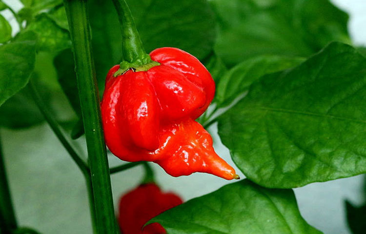 &lsquo;ত্রিনিদাদ স্করপিয়ান&rsquo; এই প্রজাতির মরিচগুলো ভীষণ ঝাল। ঝাল হলেও অনেক ভোজন রসিকদের কাছে এটি অনেক প্রিয়।