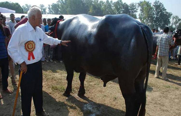 সুলতানের বয়স ৭ বছর ১০ মাস। পাঁচ বছর আগে ২ লক্ষ ৪০ হাজার টাকা দিয়ে সুলতানকে কিনেছিল নরেশ।