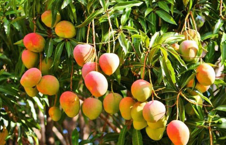 আম : একে ফলের রাজা। আম গরমকালেই বেশি পাওয়া যায়। স্বাদের পাশাপাশি আয়রন ও সেলেনিয়মের জন্যও আম খুবই উপকারী।