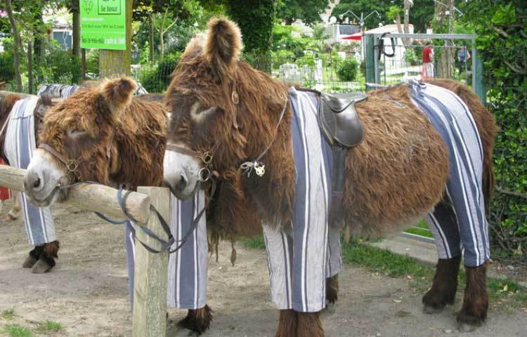 কিন্তু দ্বিতীয় বিশ্বযুদ্ধের পরবর্তী সময়ে যন্ত্রাদির ব্যবহার যত বাড়তে থাকে। এদের কদর কমতে থাকে। আর তার সঙ্গে সংখ্যাতেও কমতে থাকে পোইটু গাধারা।