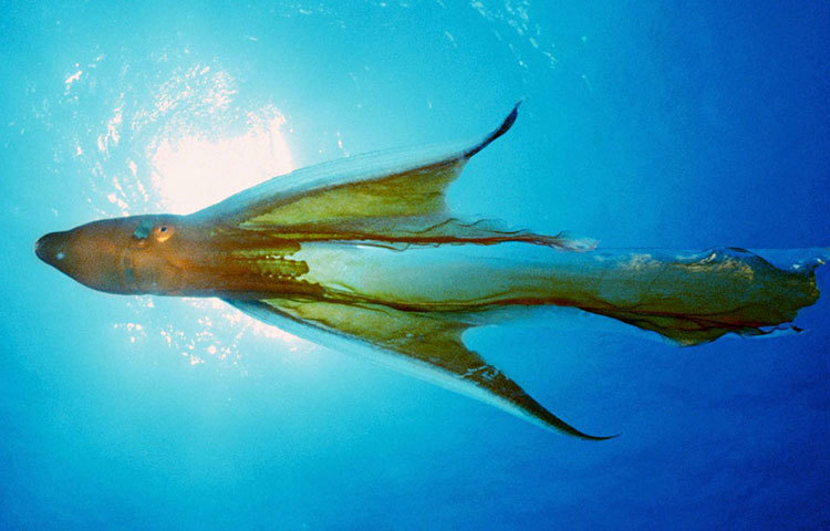 ব্ল্যাঙ্কেট অক্টোপাস : দেখে মনে হচ্ছে সোনালি রঙের কম্বল গায়ে জড়িয়ে রয়েছে অক্টোপাসটি।