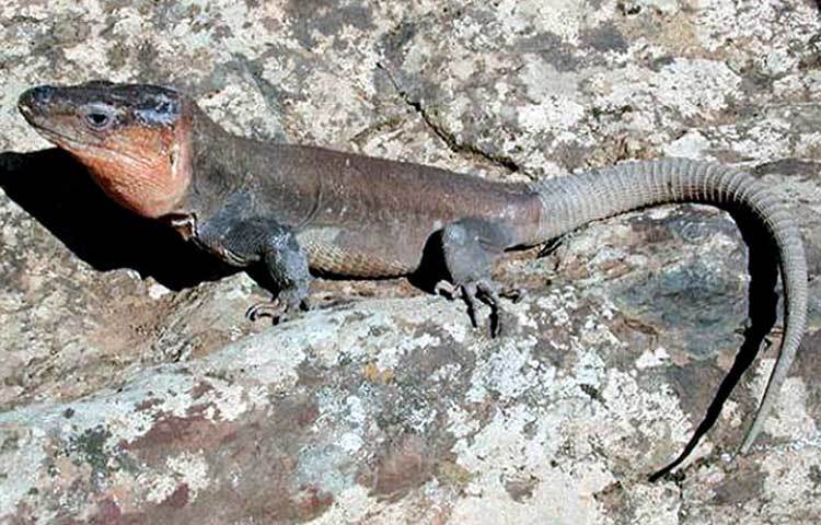 লা পালমা জায়ান্ট লিজার্ড : এই প্রজাতির প্রাণিও বিলুপ্তির হাত থেকে রক্ষা পেয়েছে।