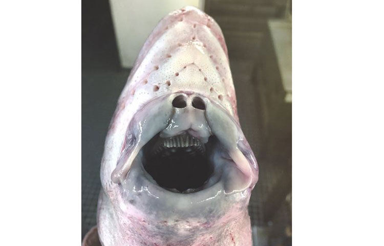 হাঙ্গরের মত হা করে আছে এই আজব প্রাণী।