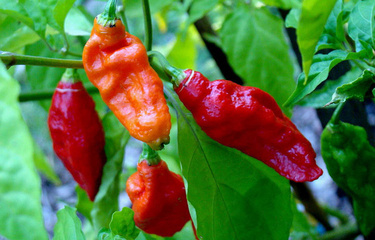 &lsquo;ভূত জোলোকিয়া&rsquo; নামের এই ঝাল মরিচ বিশেষ করে উপমহাদেশের দেশগুলোতে বেশি পাওয়া যায়।