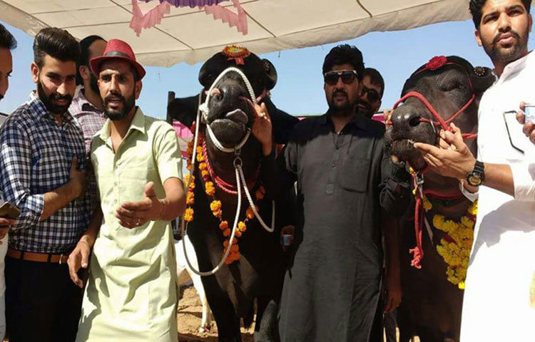 সকালের ভ্রমণে সুলতান দেশি ঘি এবং দুধ খায়। সারা বছরে সুলতান তিরিশ হাজার ডোজ সিমেন সরবরাহ করে। প্রতি ডোজ বীর্জ ৩০০ টাকায় বিক্রি হয়। তার মানে নরেশ বছরে ৯০ লক্ষ টাকা আয় করেন।