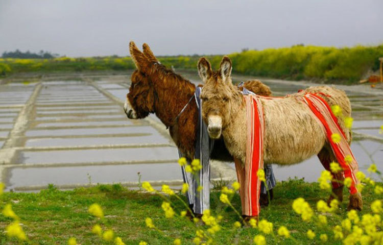 ১৯৭৭ সালের হিসাব অনুযায়ী মাত্র ৪৪ টি পোইটু গাধার সন্ধান পাওয়া গিয়েছিল। আর তারপর শুরু হয় তন্নতন্ন করে এদের খোঁজ তল্লাশি। ২০০৫ সালের হিসাব অনুযায়ী সারা বিশ্বে ৪৫০ টি পোইটু গাধার সন্ধান পাওয়া গেছে।