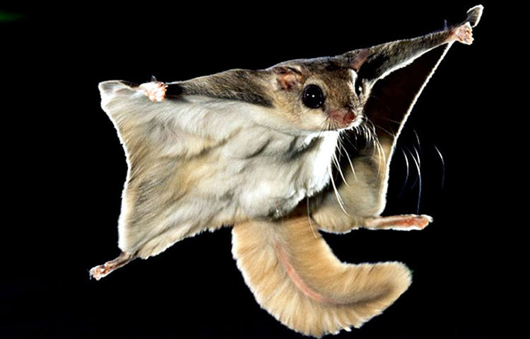 গ্লাইডিং পোসাম : ডানা ছাড়া চোখ বড় বড় করে উড়ছে গ্লাইডিং পোসাম। এর ওড়া উড়ি দেখতে আসলেই ভালো লাগে।