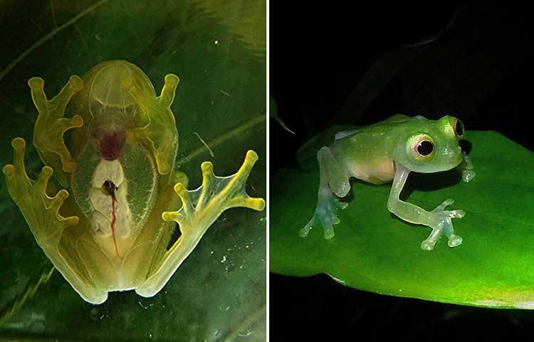 বেয়ার গার্টেড গ্লস ফ্রগ : সবুজ পাতার রঙের ব্যাঙ। এদের শরীর এতটাই স্বচ্ছ যে দেহের সব কিছু বাহির থেকে দেখা যায়।