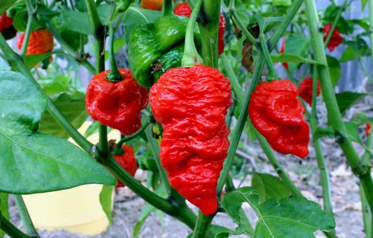 &lsquo;পট রেড জায়ান্ট&rsquo; ভীষণ ঝালের কারণেই এই প্রজাতির এ নাম দেয়া হয়েছে।