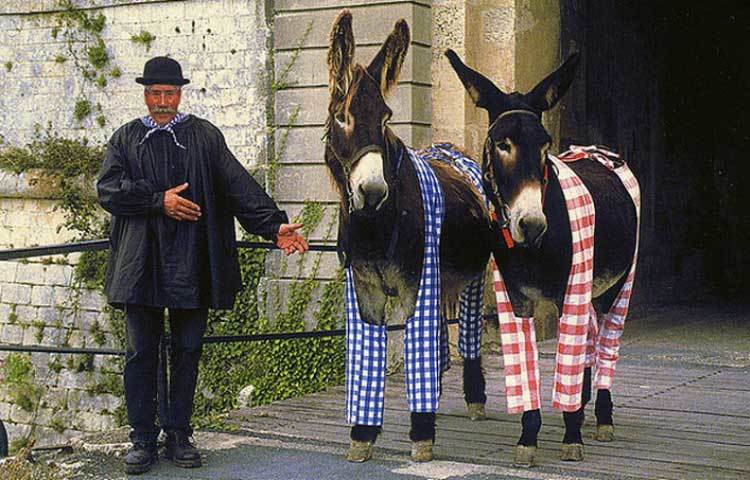 মূলত ছাড়পোকা আর মশার কামড় থেকে এদেরকে বাঁচাতে মালিকেরা পোইটু গাধাদের পায়ে পাজামা পরিয়ে রাখতো।