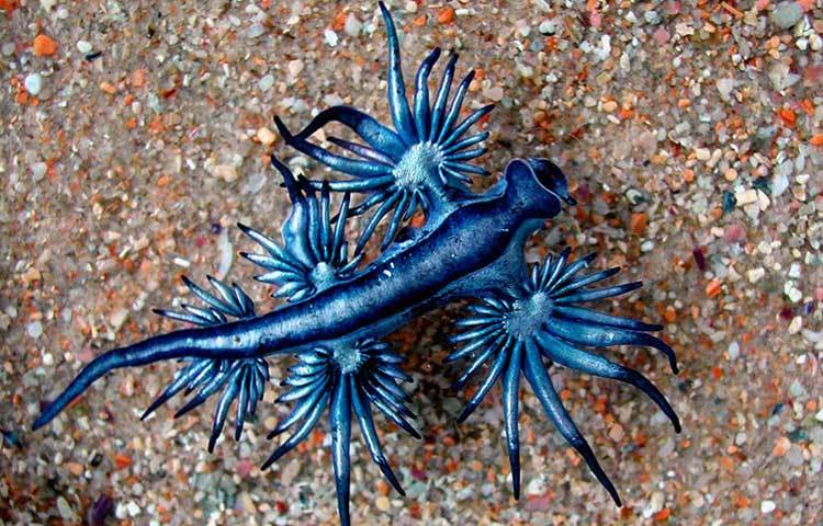 দ্য ব্লু ড্রাগন : এই ড্রাগন দেখলে মনে হবে প্লাস্টিকের তৈরি কোনো প্রাণি। আসলে এটি একটি অদ্ভুত চেহারার প্রাণি।