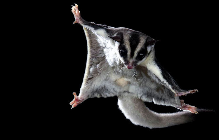 ফ্লাইং ফ্যালেনঞ্জার্স : ডানা না থাকলেও এরা রাতের আঁধারে উড়তে পারে।