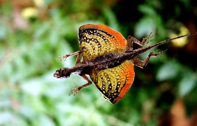 ফ্লাইং লিজার্ড : ফ্লাইং লিজার্ডের রঙিন ডানার মত দেখা গেলেও এটি আসলে ডানা নয়।
