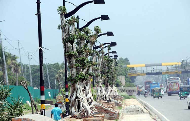 রাজধানীর বিমানবন্দরের রাস্তার সৌন্দর্য বর্ধনের জন্য চীন থেকে বনসাই নিয়ে আসা হয়েছে। ছবি : বিপ্লব দিক্ষিৎ