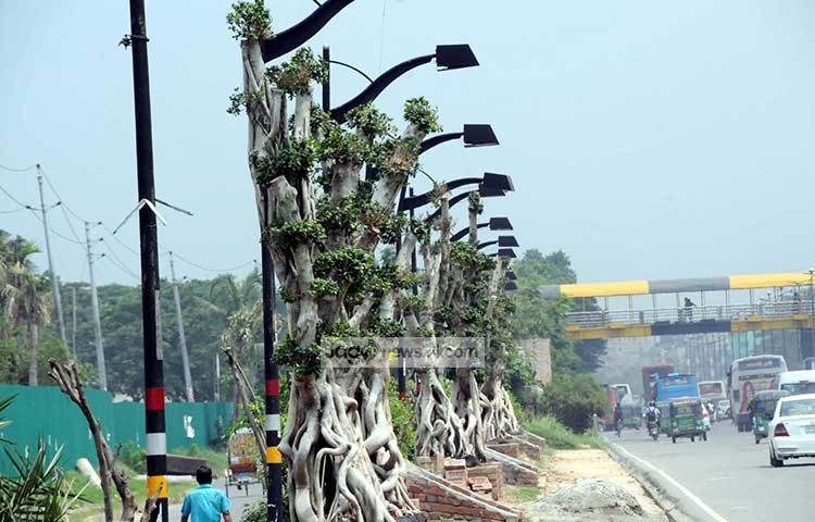 চীন থেকে আনা ১২ থেকে ১৫ ফুট উচ্চতার এই বনসাই রাস্তায় শোভা পাচ্ছে। ছবি : বিপ্লব দিক্ষিৎ