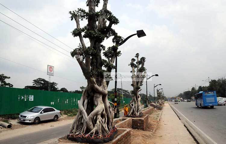 বেসরকারি প্রতিষ্ঠান &lsquo;ভিনাইল ওয়ার্ল্ড গ্রুপ&rsquo;-এর অর্থায়ন, ডিজাইন ও পরিকল্পনায় রাস্তায় এই গাছ লাগানো হয়েছে। ছবি : বিপ্লব দিক্ষিৎ