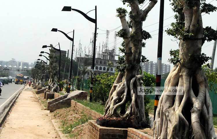 জানা গেছে, এই বনাসাইগুলোর বয়স ৫০ বছরেরও বেশি। অনেকেই বসাই লাগিয়ে রাস্তার সৌন্দর্য বৃদ্ধিকে স্বাগত লাগিয়েছেন। ছবি : বিপ্লব দিক্ষিৎ