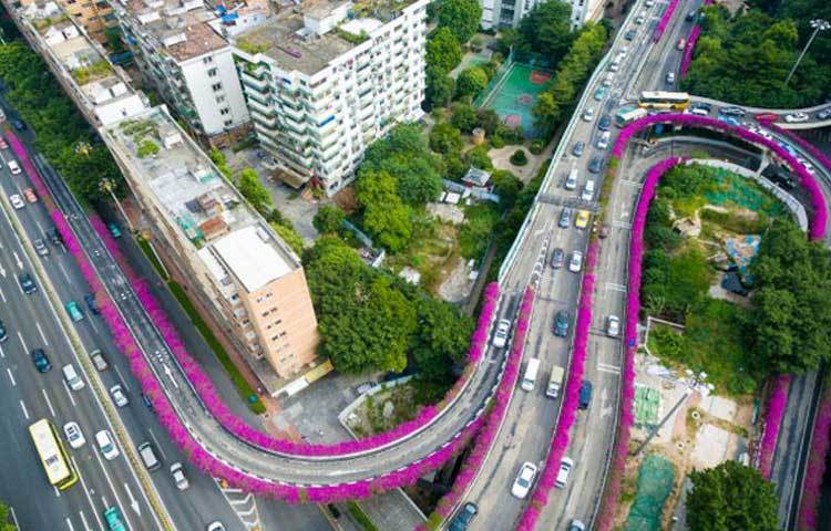 চীনের অন্যতম শহর গুয়াংজুর একটি ফ্লাইওভারে দুপাশে ফুল গাছ লাগানো হয়েছে।