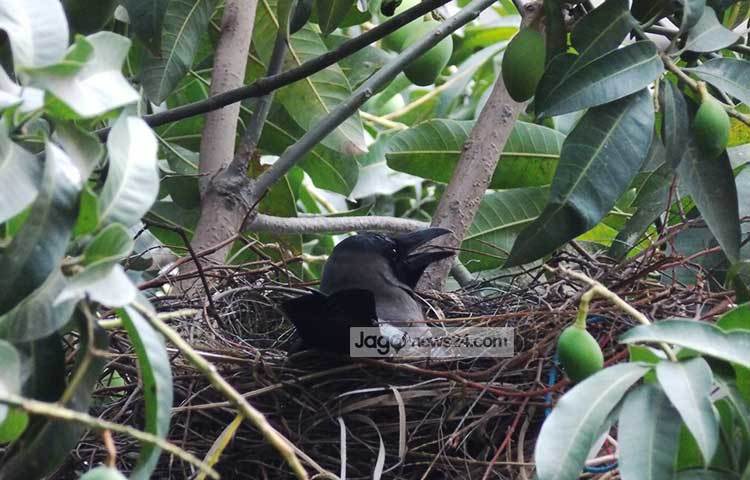 নগর জীবনে এমন দৃশ্য খুব একটা দেখা যায় না। রাজধানীর রামপুরার পলাশবাগ থেকে ছবিটি তুলেছেন রবিউল ইসলাম পলাশ