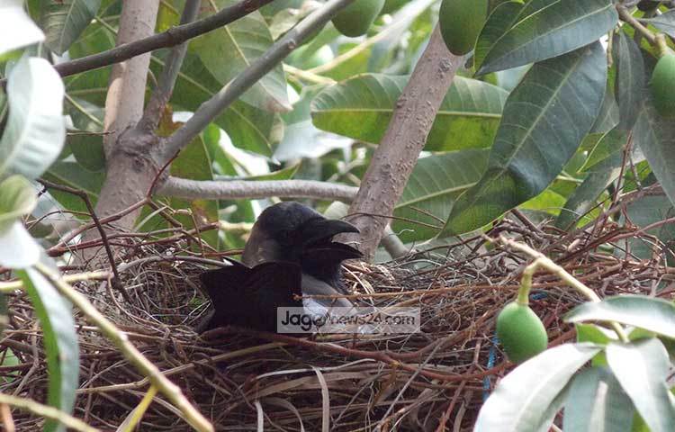 আমগাছের বাসায় কাক ডিমে তা দিচ্ছে। ছবি : রবিউল ইসলাম পলাশ