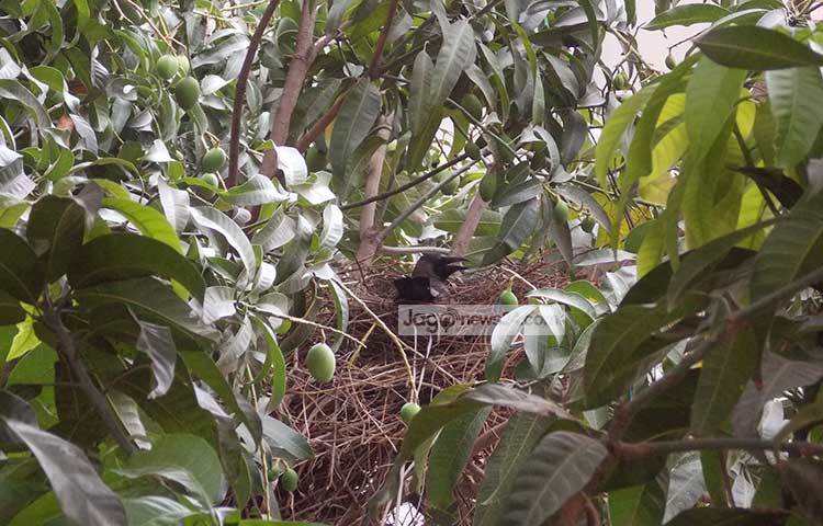 আমগাছে আমও ধরেছে প্রচুর। পাতার ফাঁকে দেখা যাচ্ছে কাকের বাসা। ছবি : রবিউল ইসলাম পলাশ