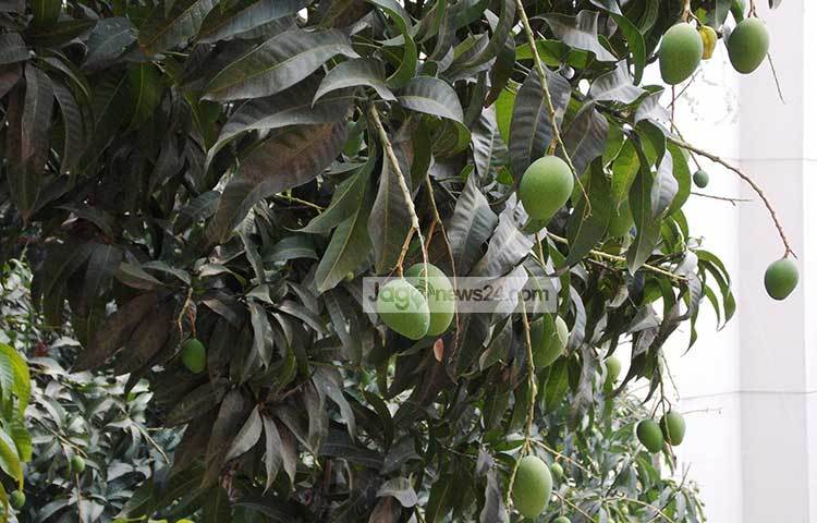 এ গাছেই বাসা বেঁধেছে কাকটি। ছবি : রবিউল ইসলাম পলাশ