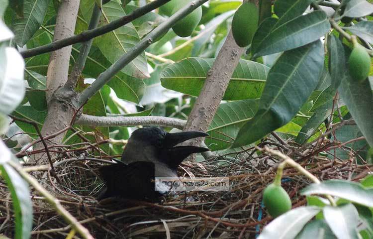 সকাল বেলা কাকের ডাকেই এলাকাবাসীর ঘুম ভাঙে। ছবি : রবিউল ইসলাম পলাশ