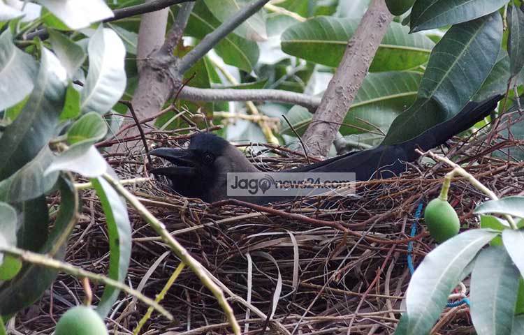 গাছের মগডালে বাসাটি হলেও শত্রুর হাত থেকে নিরাপদ থাকতে সতর্ক দৃষ্টি রাখছে কাকটি। ছবি : রবিউল ইসলাম পলাশ