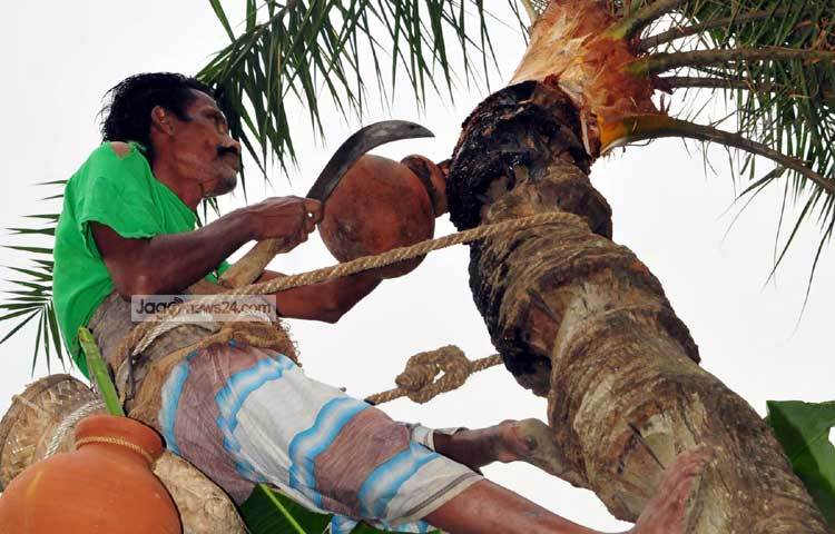 প্রতিবারের ন্যায় এবারের শীতের শুরুতেও খেজুর গাছ থেকে রস সংগ্রহে ব্যস্ত গাছিরা। ছবি : বিপ্লব দিক্ষিৎ