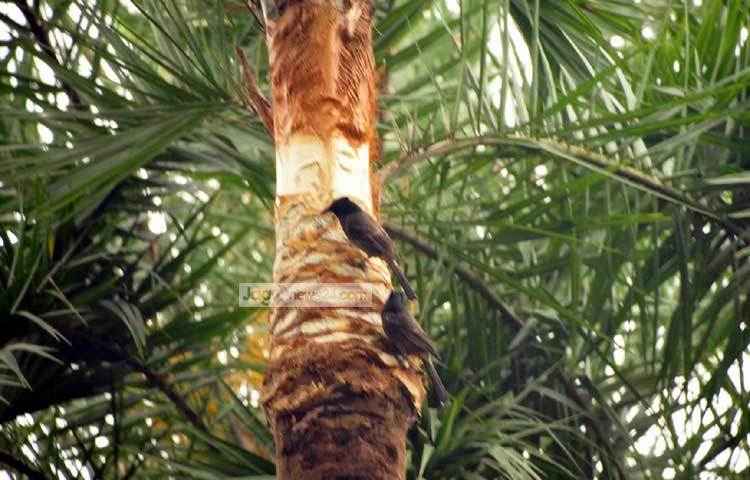 রস পাওয়ার জন্য খেজুর গাছের মাথা পরিষ্কার করা হচ্ছে। ছবি : বিপ্লব দিক্ষিৎ