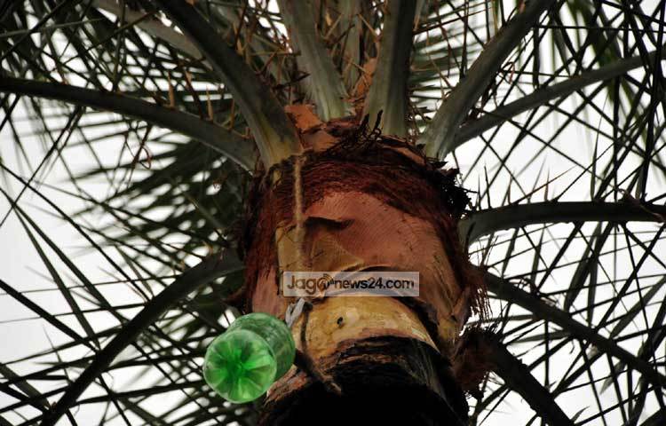 শীত মানেই খেজুর রস। শীতের সকালে নানাভাবে খাওয়া হয় এ রস। ছবি : বিপ্লব দিক্ষিৎ