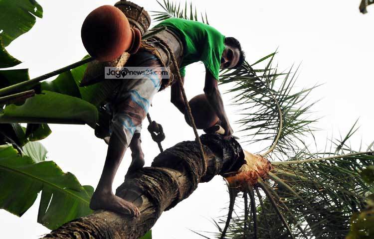 গাছে হাড়ি ঝুলিয়ে নামছেন এই গাছি। ছবি : বিপ্লব দিক্ষিৎ