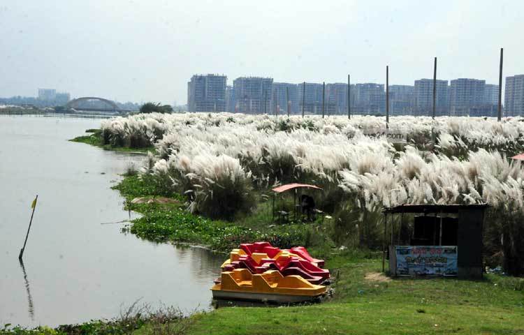 শরৎ শেষ হলেও রাজধানীর অদূরে উত্তরা দিয়াবাড়ি এলাকায় ফুটে আছে নজরকাড়া কাশফুল। ছবি : বিপ্লব দিক্ষিৎ