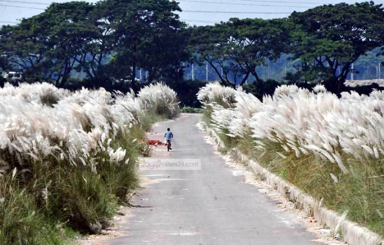 শুভ্র আকাশের নিচে দক্ষিণা হাওয়ায় দুলে ওঠা থরে থরে কাশফুল মন্ত্রমুগ্ধ করে প্রকৃতিপ্রেমী&nbsp; থেকে শুরু করে একজন সাধারণ মানুষকেও। ছবি : বিপ্লব দিক্ষিৎ