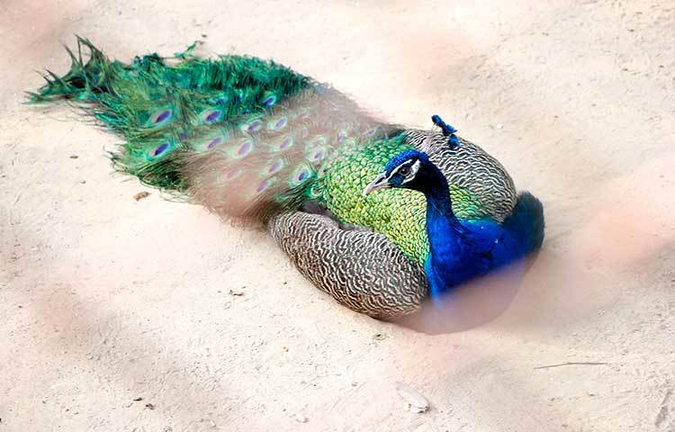 ময়ূরের আপন ভুবন। রূপের ডালি নিয়ে বসেছে ময়ূর। এক পলক দেখলেই চোখ জুড়িয়ে যায়। ছবি : মাহবুব আলম