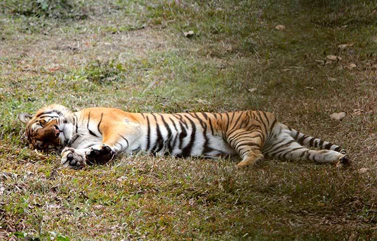 শুয়ে আছে বাঘ মামা। খাচায় আটকা থেকে বুঝি সে অনেকটা দুর্বল হয়ে গেছে। ছবি : মাহবুব আলম