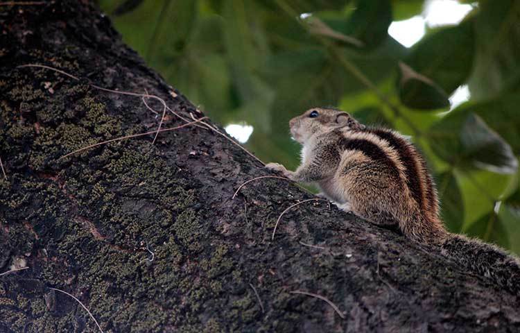&lsquo;কাঠবিড়ালী কাঠবিড়ালী পেয়ারা তুমি খাও&rsquo;-চিড়িয়াখানার এ কাঠবিড়ালীকে দেখে কবি নজরুলের এই বিখ্যাত কবিতার কথা মনে পড়ে যাবে। ছবি : মাহবুব আলম