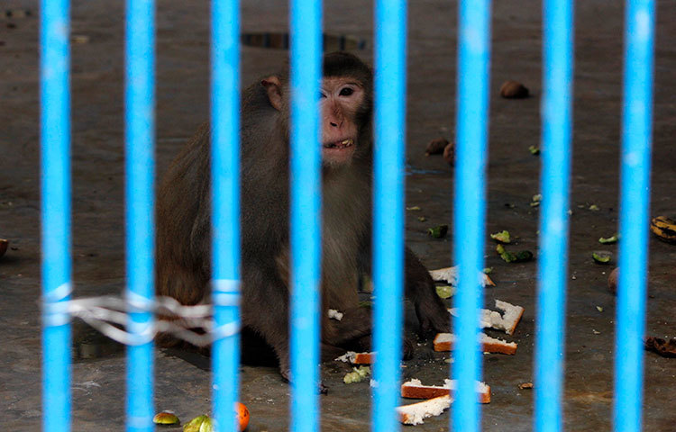 খানাপিনায় ব্যস্ত বানর। রাজসিক ভঙ্গিতে পাউরুটি খাচ্ছে। ছবি : মাহবুব আলম