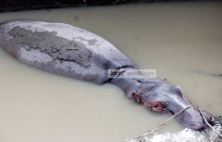 এই শীতের মাঝেও পানিতে ডুবে আছে আজব প্রাণীটি। ছবি : মাহবুব আলম