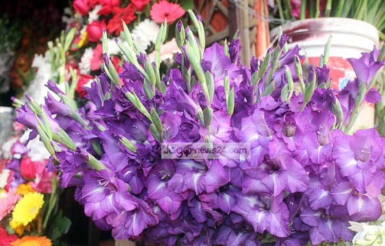 জানা গেছে ভালোবাসা দিবস ও বসন্ত বরণ উপলক্ষে এ বছর পাঁচ কোটি টাকার ফুল বিক্রি হয়েছে। ছবি : বিপ্লব দিক্ষিৎ