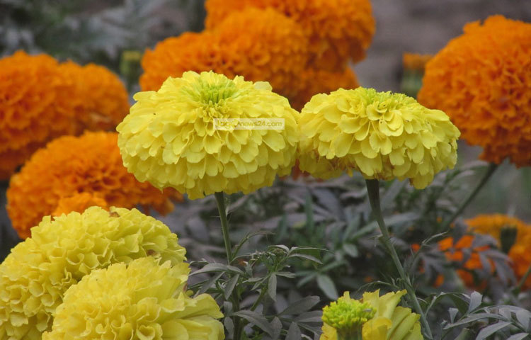 বিভিন্ন আচার অনুষ্ঠানেও গাঁদা ফুলের ব্যবহার হয়ে থাকে। খুব সহজেই এই গাঁদা চাষ করা যায়।