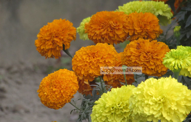 গাঁদা ফুল গোলাপি ও লাল রঙের হয়ে থাকে।